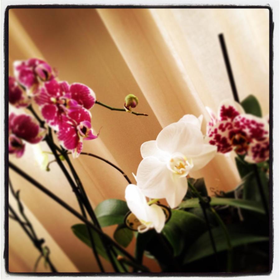 Al Cavour 34 Bed and Breakfast Trento Eksteriør billede